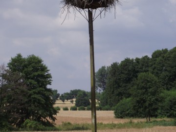 O bocianach słów kilka, A. Janiszewska